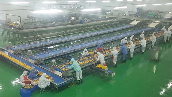 Canned Peach Production Line