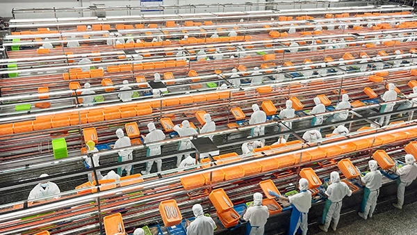 Canned Tuna Production Line